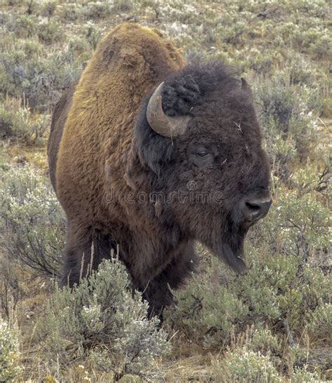 Yellowstone Bison stock image. Image of beast, large - 148011929