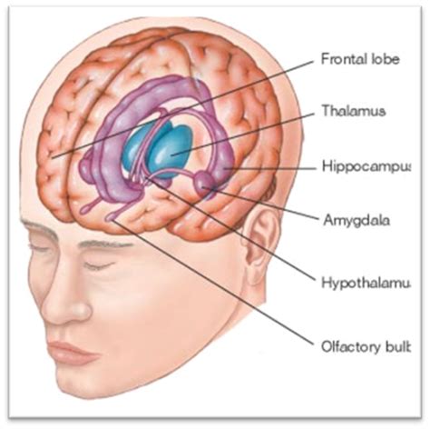 Functional Systems Networks Of The Brain Limbic System Flashcards