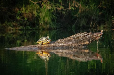 Turtle Summer Photograph By John Kirkland Fine Art America