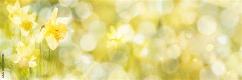 Spring Background, Daffodils Stock Photo | Adobe Stock