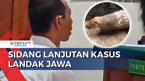 Sidang I Nyoman Sukena Di Kasus Pelihara Landak Jawa Terancam 5 Tahun