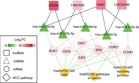 Hcc Related Cernas Interaction Network Of Lncrna Mirna Mrna Notes Download Scientific Diagram