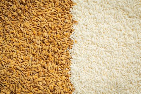 Free Photo | Paddy rice and white rice wallpaper details