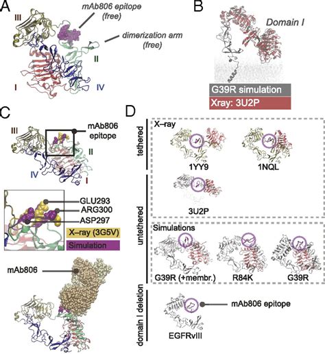 Oncogenic Mutations At The EGFR Ectodomain Structurally Converge To