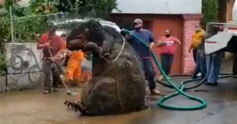 La Rata Gigante Que Encontraron Atorada En El Drenaje De Ciudad De México