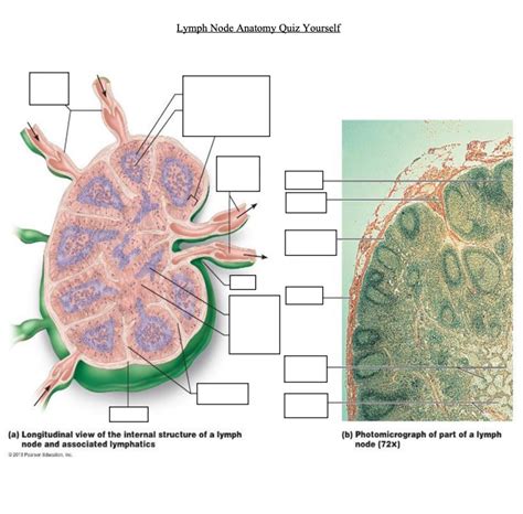 Lymph Node Anatomy Diagram Quizlet