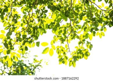 Tree Leaf Frame On White Background Stock Photo 1887162292 Shutterstock