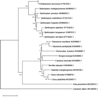 Maximum Likelihood Tree Of Rutaceae Species Based On The Complete