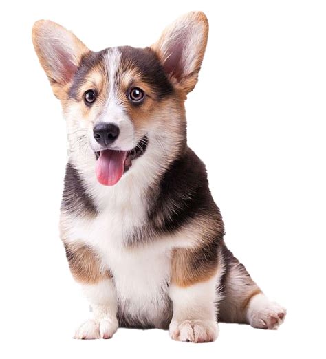 Cute Corgi Dog Friendly Companion Fluffy Tail Playful Pet Loyal