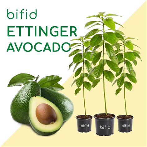 Ettinger Avocado Bifid