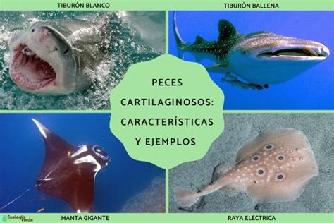 Peces cartilaginosos características y ejemplos Resumen