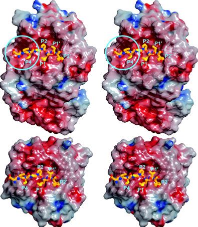 The Crystal Structure Of An Oxidatively Stable Subtilisin Like Alkaline