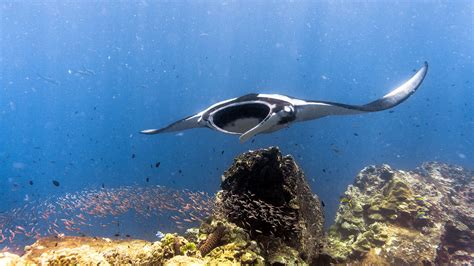 Komodo Dive Sites The Best Diving Sites In The Komodo Area Of Indonesia