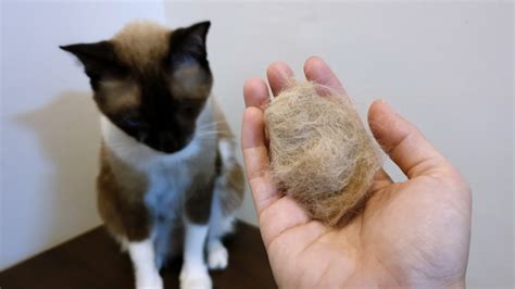 My Cat Has Never Had a Hairball, Is That Normal? Vet-Reviewed Facts ...