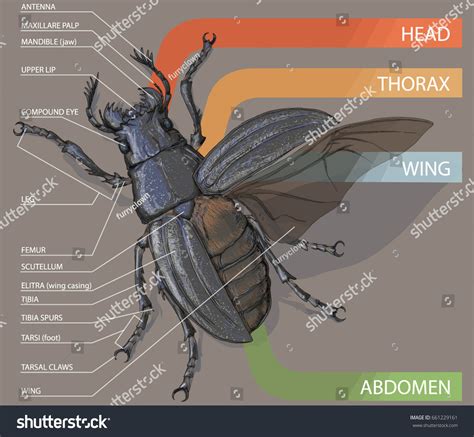 Structure Beetle Vector Diagram Stock Vector (Royalty Free) 661229161 ...