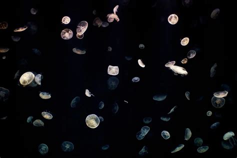 Symbiotic Relationships in the Ocean