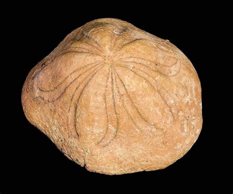 Sea Urchin Fossil By Pascal Goetgheluckscience Photo Library