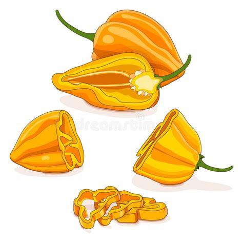 Half Quarter Of Yellow Habanero Cartoon Style Stock Vector