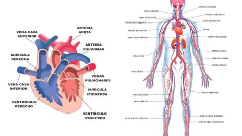 Sistema Circulatorio Ciencias Youtube