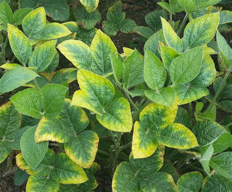 Symptom Identification Key For Nutrient Deficiencies In Soybeans