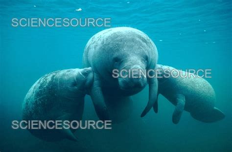 Manatee Calf