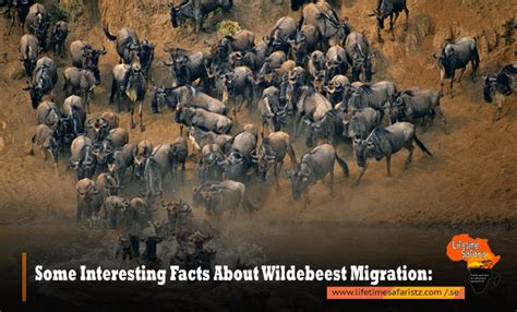 Great Wildebeest Migration Watch The Planets Most Incredible Wildlife