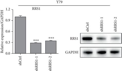 Rrs Promotes The Proliferation And Growth Of Rb Cells A Y Cells