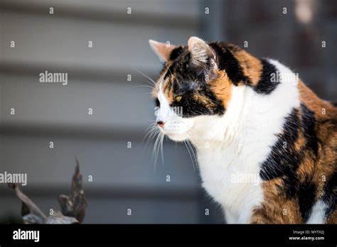 One Senior Angry Mean Old Calico Cat Face Side Profile Closeup Sitting