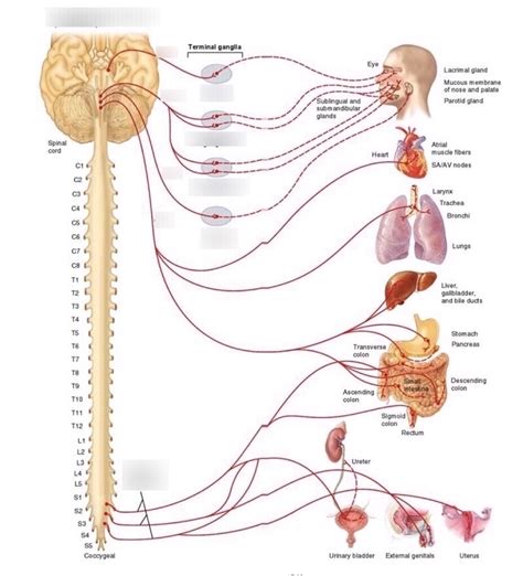 Parasympathetic Ganglia Diagram | Quizlet