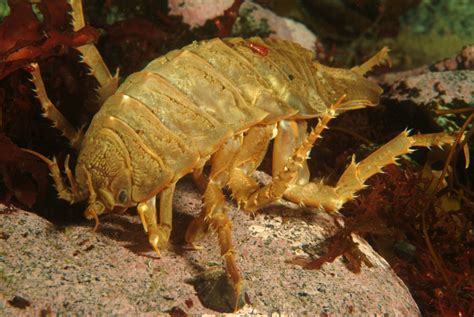 Giant Isopod Edible