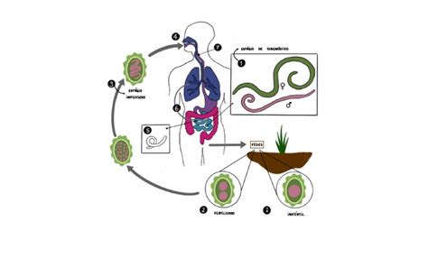 Ciclo Biológico Ascaris Lumbricoides Pdf