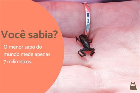 20 Curiosidades sobre SAPOS que você não sabia verloop io