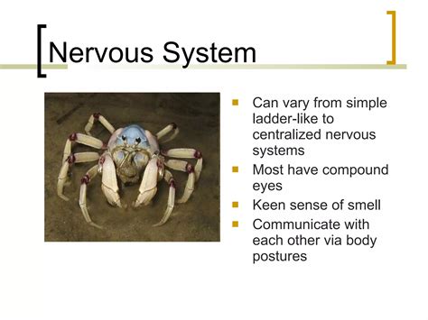 13 Phylum Arthropoda Notes Ppt