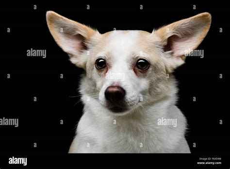 Metis dog over black background Stock Photo - Alamy