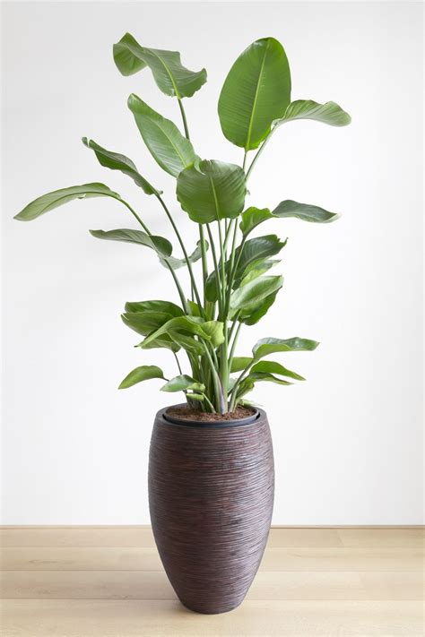 20 Large Indoor Plants That Make Your Home An Oasis