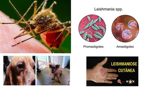 Leishmaniose Caracter Sticas E Dados Regionais