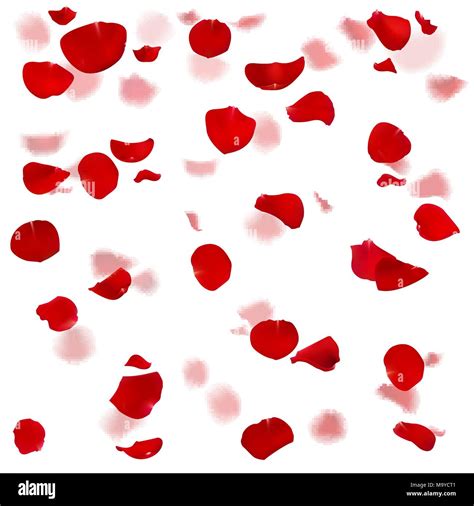 Red And Pink Roses Petals Are Falling Down Stock Vector Image And Art Alamy