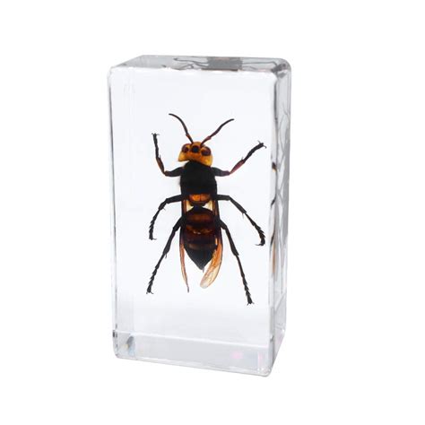 Rainbowroad Real Insect Wasp Specimen Science Classroom Hornet Taxidermy Resin Desk Paperweight