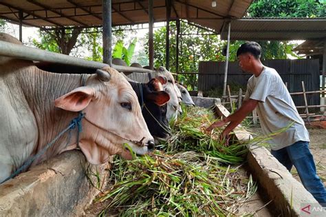 DPKP Kabupaten Tangerang Temukan 10 Hewan Ternak Terjangkit LSD