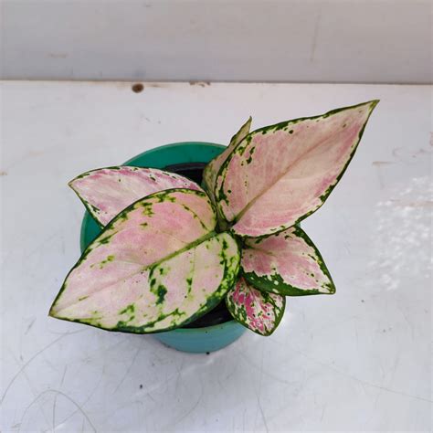 Aglaonema Lucky Pink Mini Nurserybuy