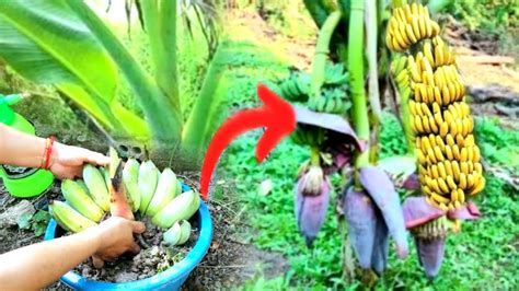 Great Technique For Grafting Banana Tree Growing Fast With Alone Vera