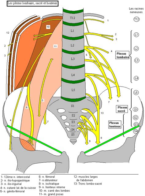 Plexus Lombaire Sacr Et Honteux Anatomie Corps Humain Anatomie Du