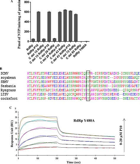 Identification Of A Putative Sequence Motif E In The C Terminal Domain