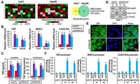 Pdk Deficiency Induced P Nuclear Translocation And Its Activation Of