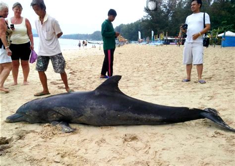 Dolphin found dead on Phuket beach