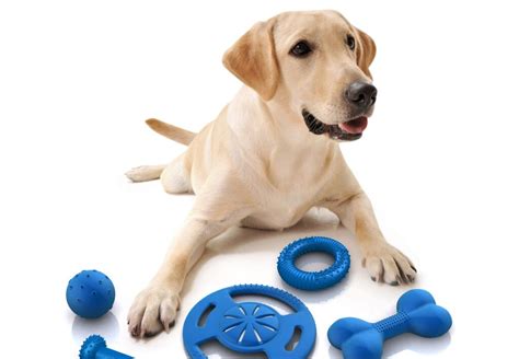 Juguetes Para Perros Diviertete Con Tu Mascota Con Estos Juegos