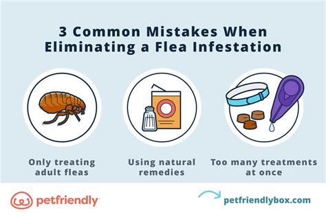 How To Get Rid Of A Flea Infestation In Your Home Petfriendly Box