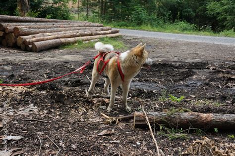 Akita Inu W Lesie Na Spacerze Stock Photo Adobe Stock