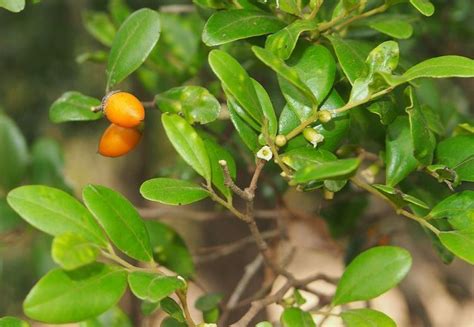 Diospyros Humilis Alchetron The Free Social Encyclopedia