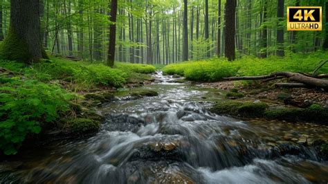 4K HDR Beautiful Forest Sound Beautiful Forest Sound Peaceful Birds